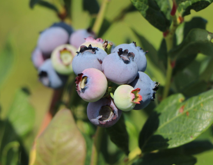 Borůvka kanadská Poppins