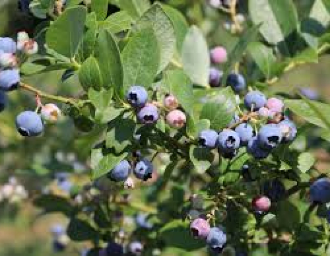 Borůvka kanadská Poppins