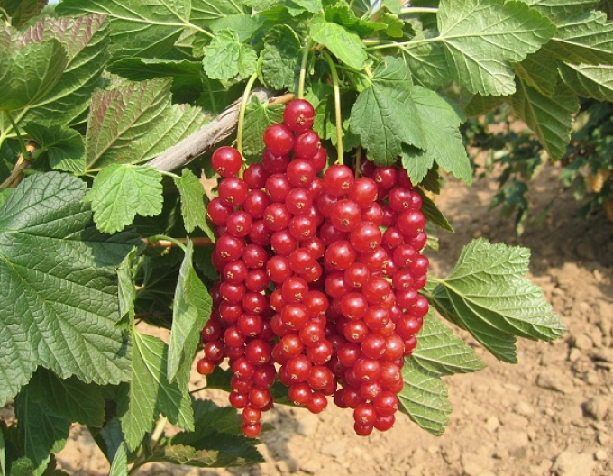 Červený rybíz Losan keř