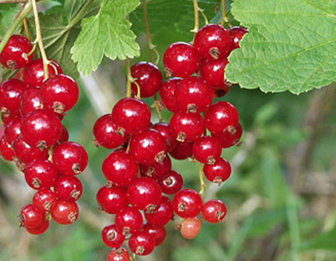 Červený rybíz ´Rolan´ keř