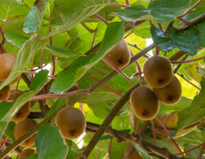 Aktinidie lahodná, kiwi - samosprašná  Solissimo