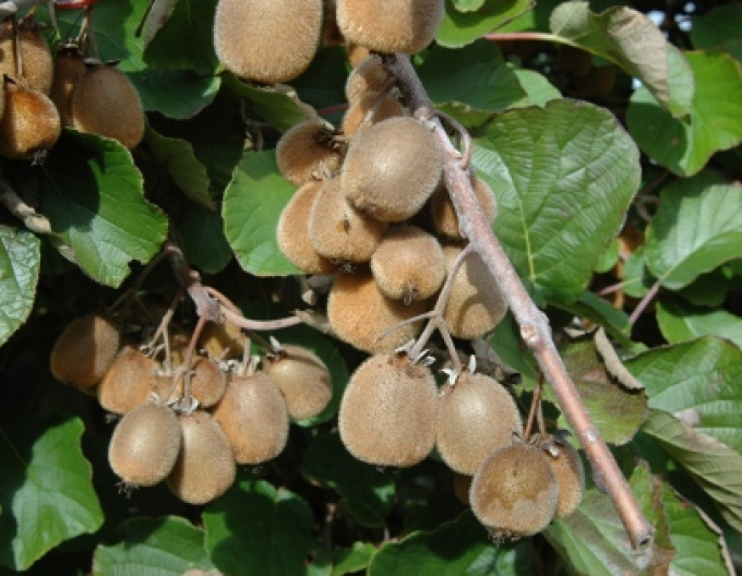 Aktinidie lahodná, kiwi - samosprašná  Solissimo