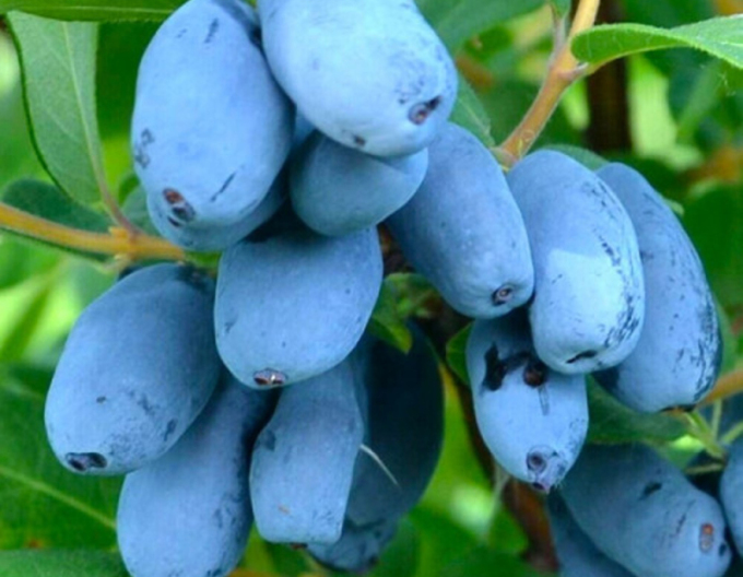 Zimolez kamčatský ´Giant´s Heart´