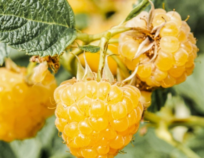 Žlutý maliník ´Sugana Gelb´ stáleplodíci