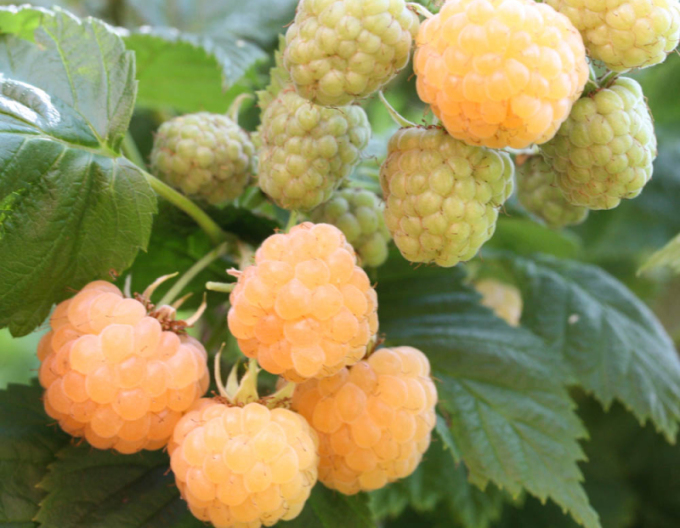 Žlutý maliník ´Sugana Gelb´ stáleplodíci