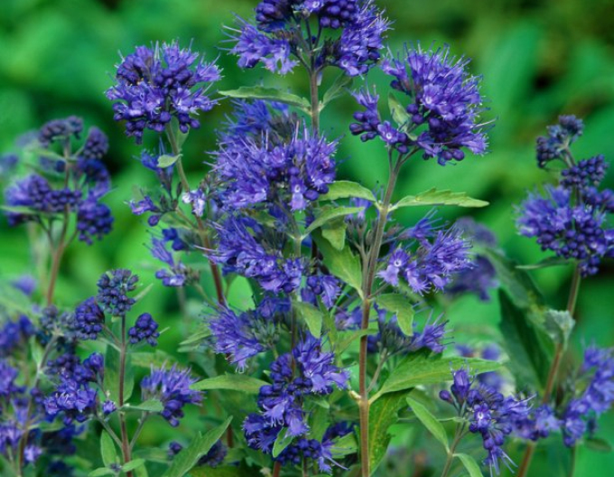 Ořechokřídlec clandonský  Kew Blue