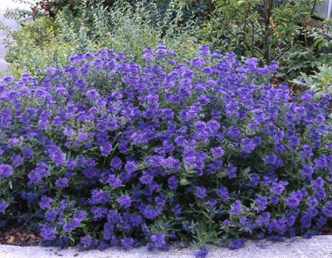 Ořechokřídlec clandonský  Kew Blue