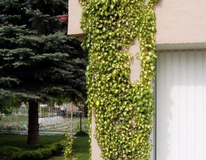 Břečťan popínavý ’Goldheart’