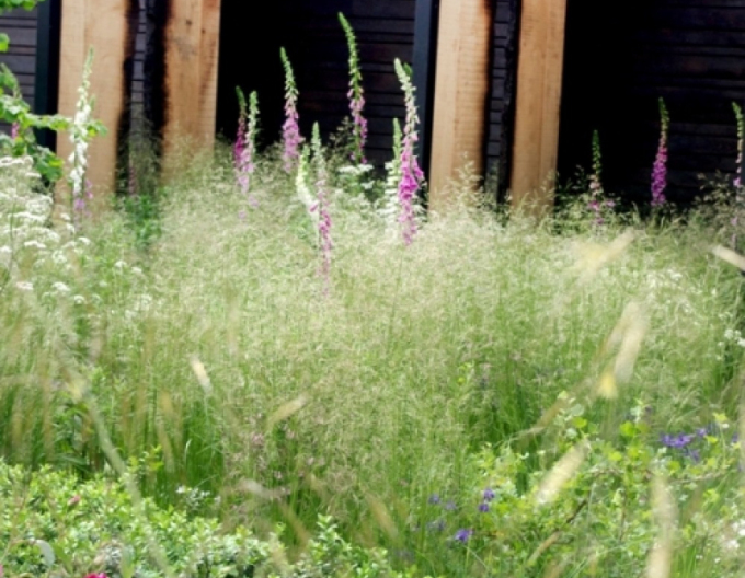 Metlice trsnatá Bronzeschleier