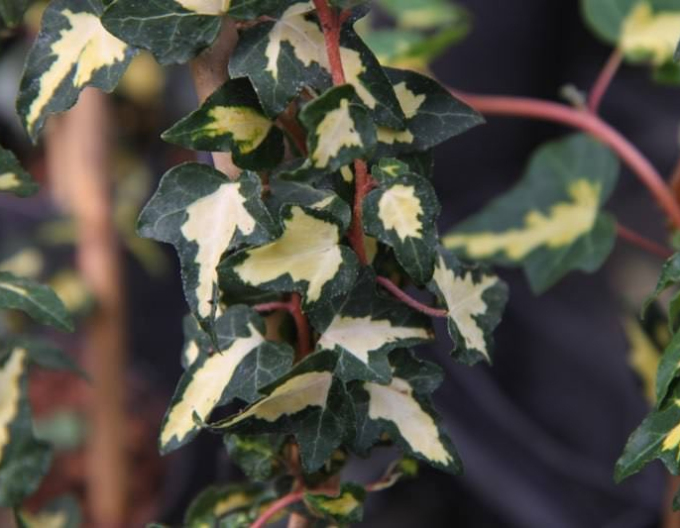 Břečťan popínavý ’Goldheart’