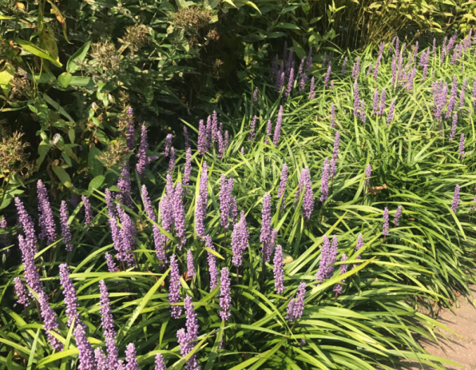 Liriope ´Moneymaker´