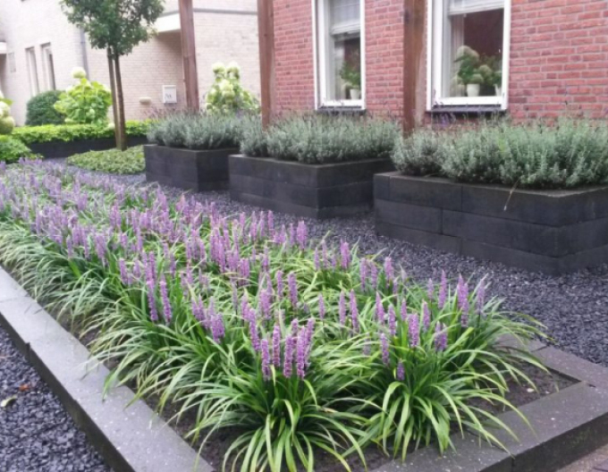 Liriope ´Moneymaker´