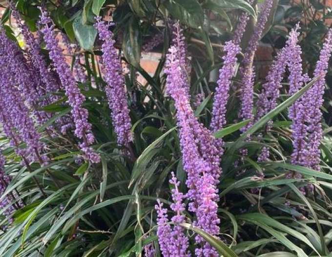 Liriope ´Moneymaker´