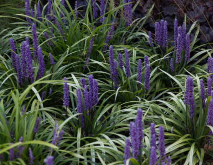 Liriope ´Moneymaker´