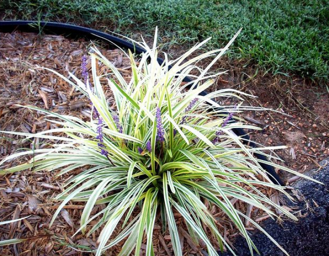 Liriope ´Silver Dragon´