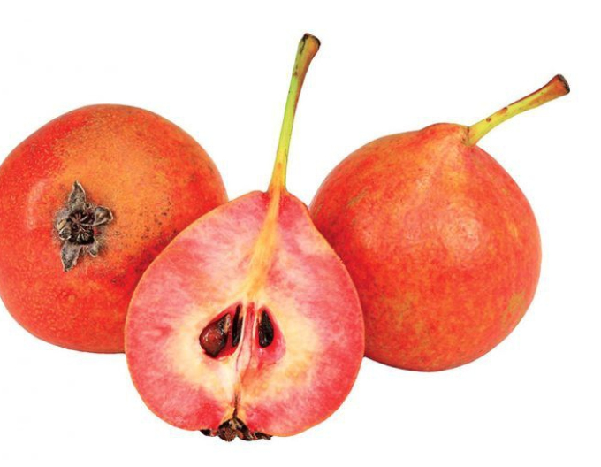 Sloupovitá hruška Krvavnička letní, podn. Dula, prostok.