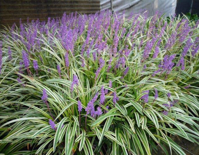 Liriope ´Silver Dragon´