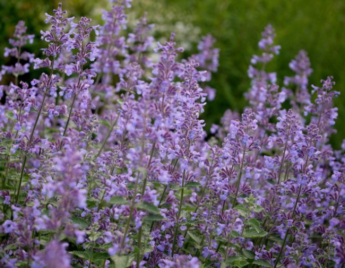 Šanta zkřížená ’Six Hills Giant’