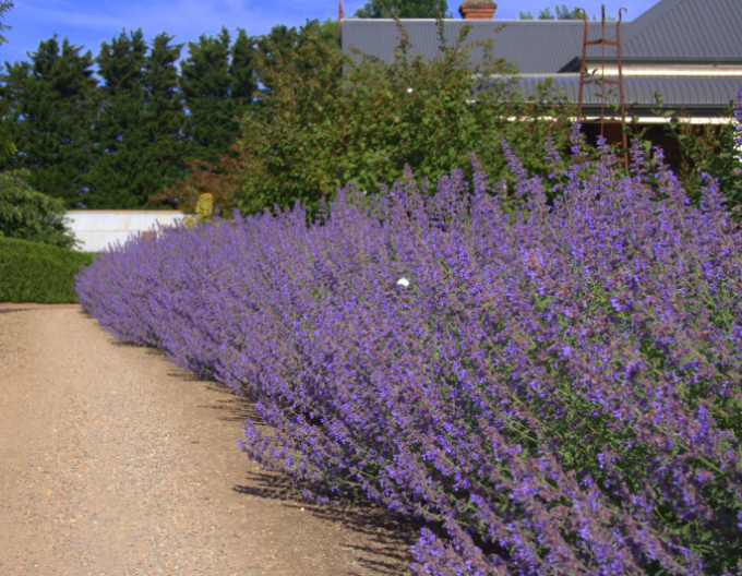 Šanta zkřížená ’Six Hills Giant’