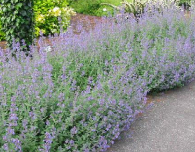 Šanta zkřížená ’Six Hills Giant’