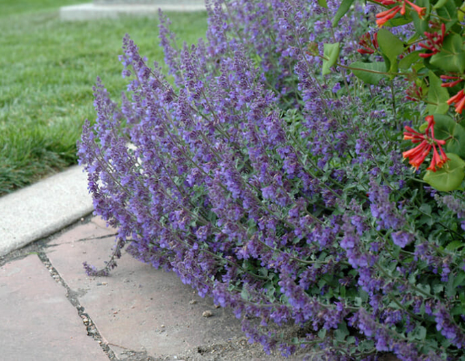 Šanta zkřížená ’Six Hills Giant’