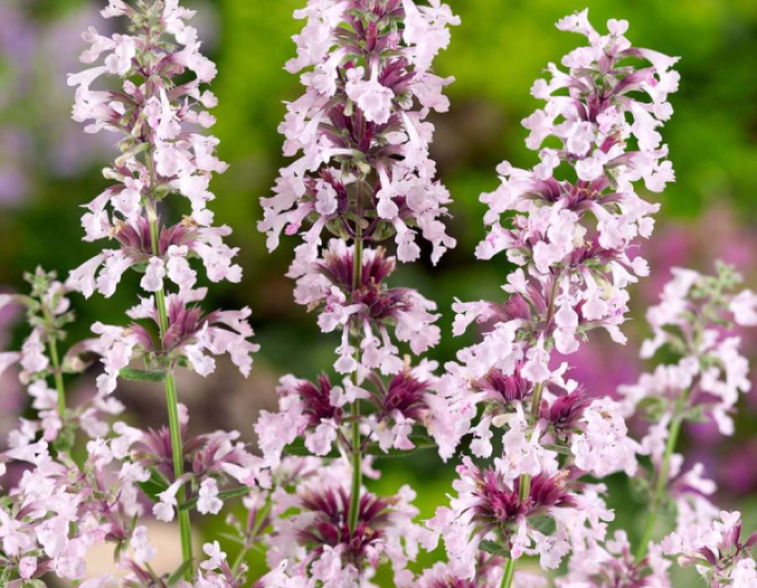 Šanta velkokvětá ´Dawn to Dusk´