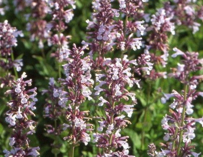 Šanta velkokvětá ´Dawn to Dusk´