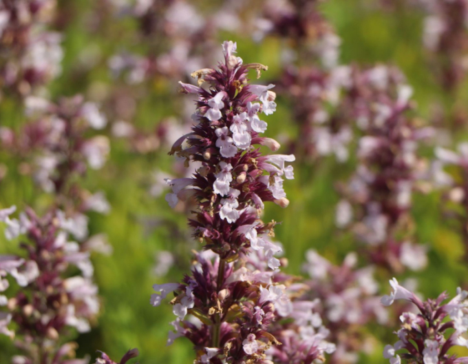 Šanta velkokvětá ´Dawn to Dusk´