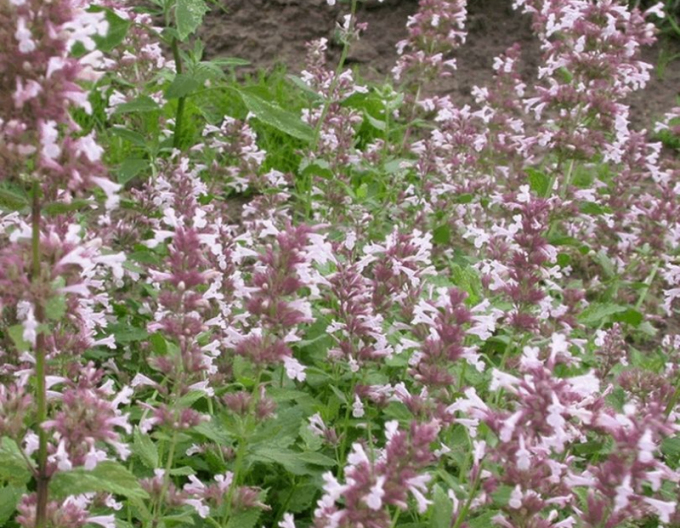 Šanta velkokvětá ´Dawn to Dusk´