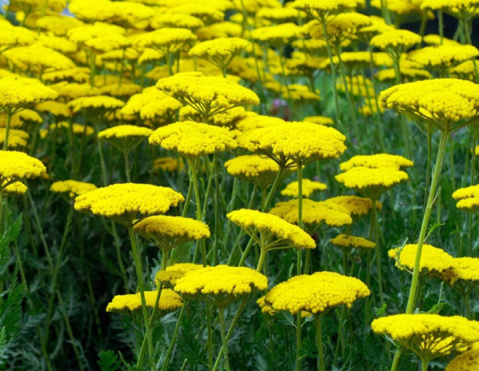 Řebříček tužebníkovitý ´Skysail Yellow´