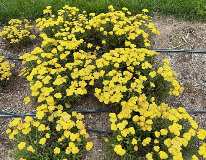 Řebříček tužebníkovitý ´Skysail Yellow´