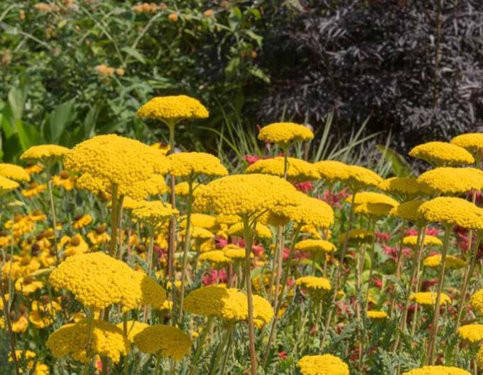 Řebříček tužebníkovitý ´Skysail Yellow´