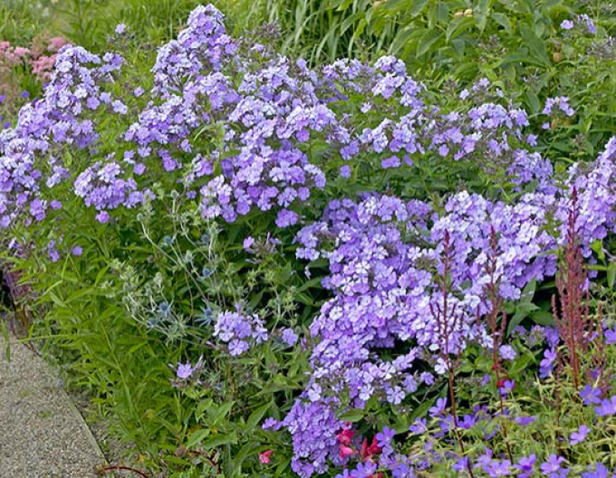 Plamenka latnatá Blue Boy