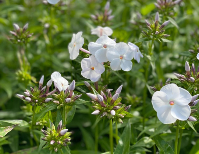 Plamenka latnatá David