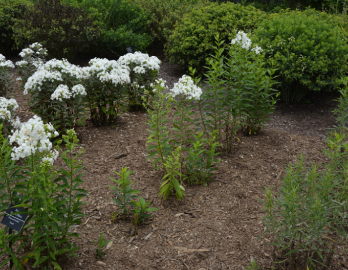 Plamenka latnatá David