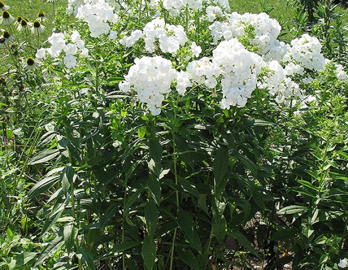 Plamenka latnatá David