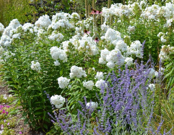 Plamenka latnatá David