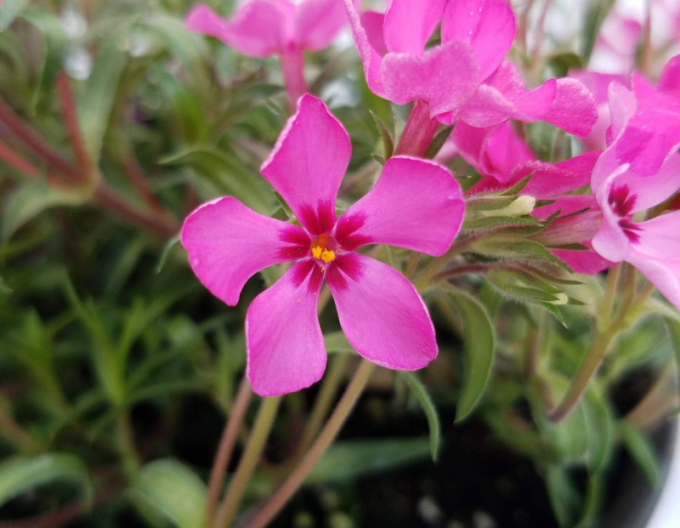 Plamenka Scarlet Flame