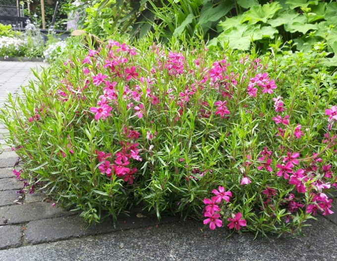 Plamenka Scarlet Flame