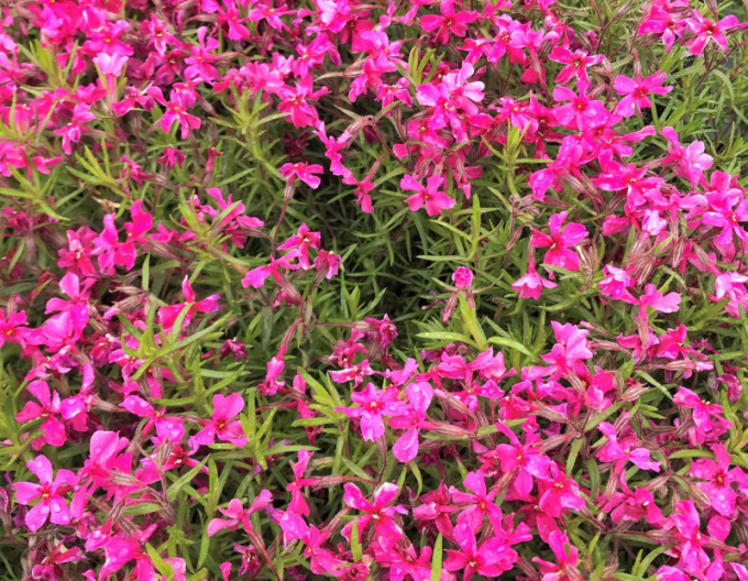 Plamenka Scarlet Flame