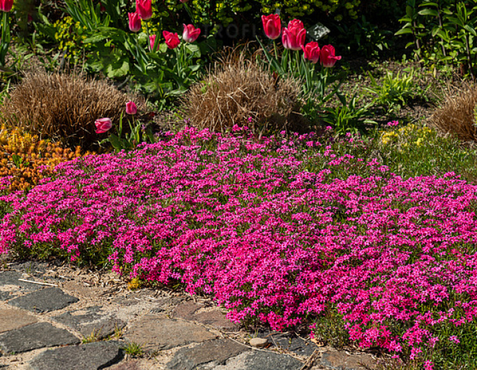 Plamenka Scarlet Flame