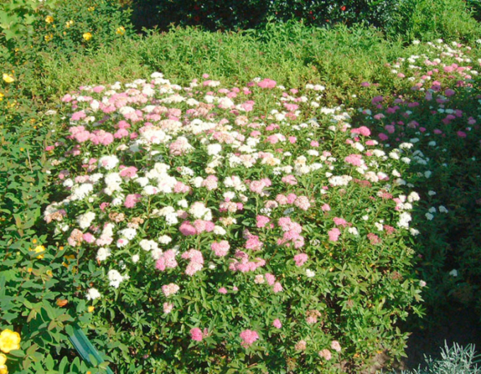 Tavolník japonský Genpei