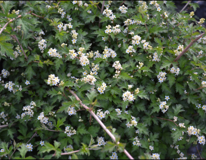 Korunatka klaná ’Crispa’