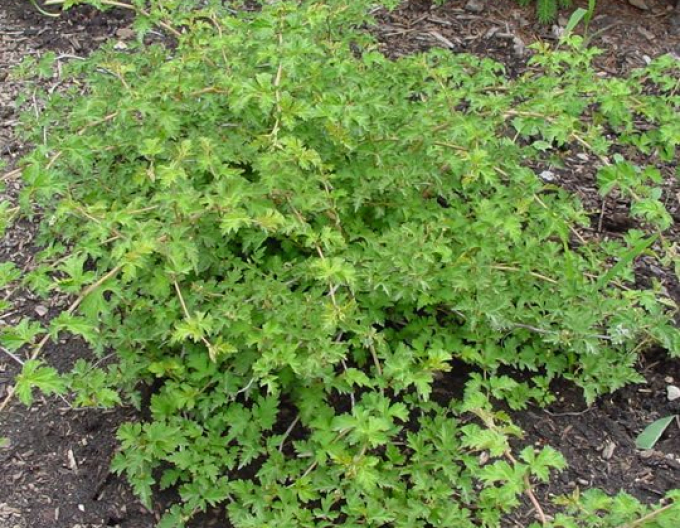 Korunatka klaná ’Crispa’