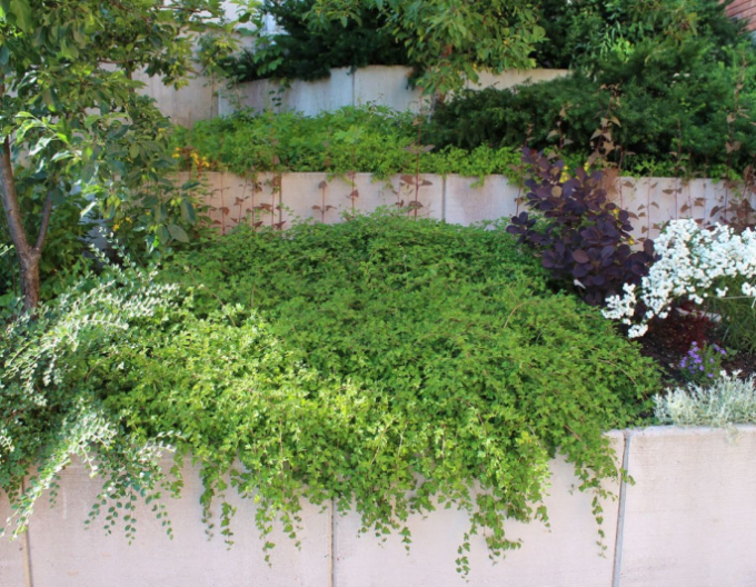 Korunatka klaná ’Crispa’