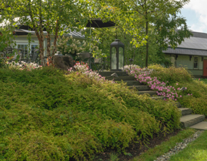 Korunatka klaná ’Crispa’