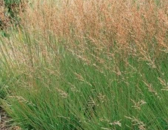 Bezkolenec modrý Moorhexe