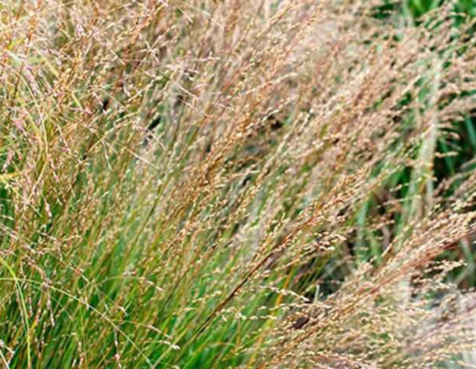 Bezkolenec modrý Moorhexe