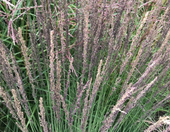 Bezkolenec modrý Moorhexe