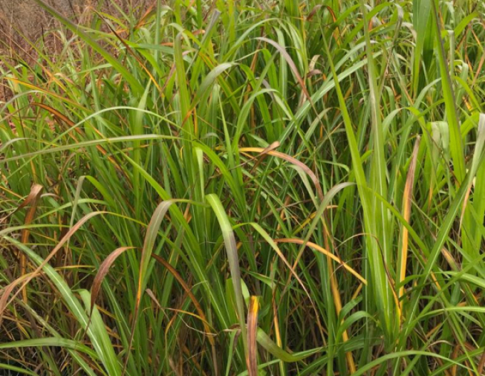 Ozdobnice čínska var. floridules